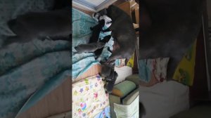 Кане Корсо от 0 до 2,5 месяца