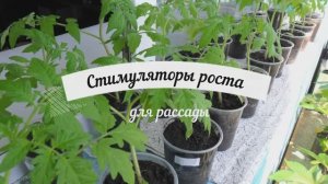 Стимуляторы роста для рассады. Готовим сами.