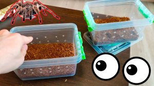 Мои Питомцы. Пересаживаю Пауков Птицеедов