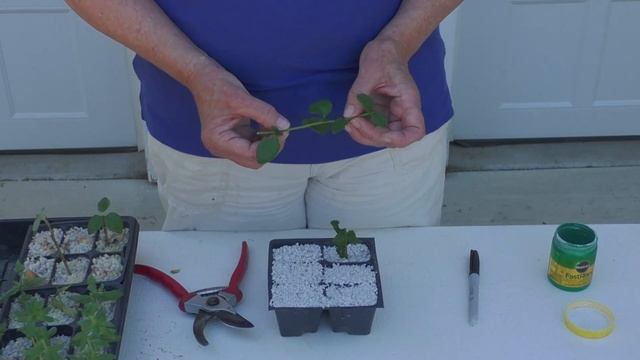 Propagating California Native Plants #5: Ceanothus смотреть онлайн