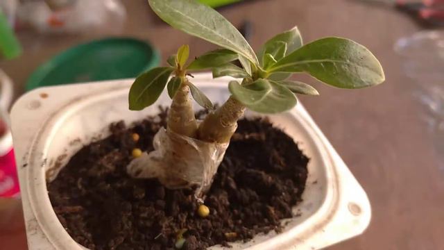 адениум результат сращивания и новый эксперимент смотреть онлайн