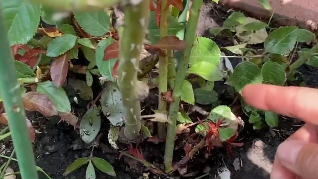 БАЗАЛЬНЫЕ ПОБЕГИ РОЗ, ЧТО НУЖНО ДЛЯ БЫСТРОГО РОСТА?