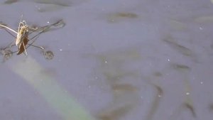 Хождение по воде. Водомерка
