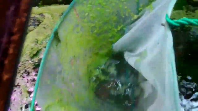 How to do Water Changes in the Planted Tank смотреть онлайн