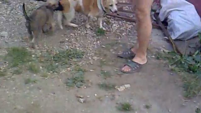 Барон злой собак.mp4 смотреть онлайн