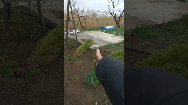 упали от ветра