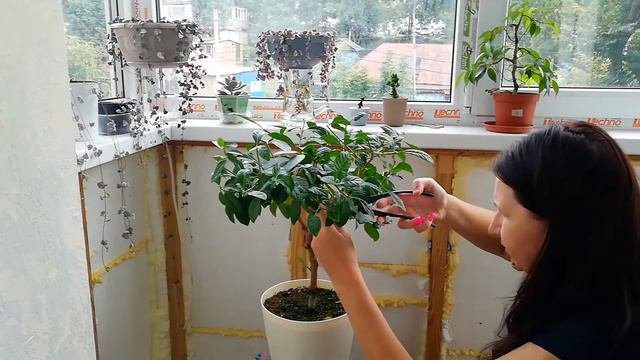 Стрижка для гардении