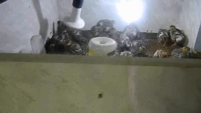 брудер своими руками смотреть онлайн