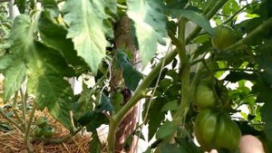 Томаты из проекта гном томатный на кустах и в разрезе .Dwarf tomato project. Видео 4.