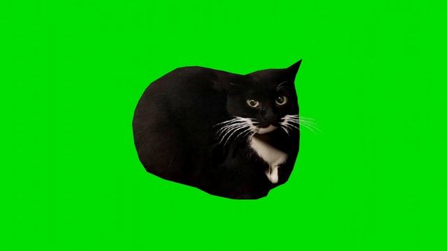 Maxwell The Cat Dancing Green Screen | 4K 60 FPS
