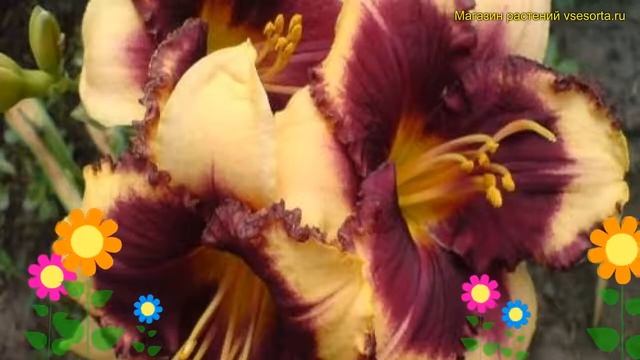 Лилейник гибридный Ай он Америка. Краткий обзор, описание характеристик hemerocallis Eye on america смотреть онлайн