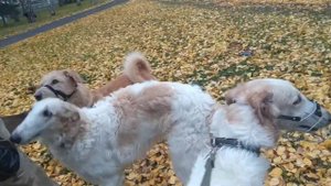 Порода собак русская псовая борзая. Дрессировка русской борзой в городе. В видеоМаша Чернушкина.