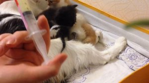 Лечение котят. Делаю укол в холку маленькому котеночку. Гоняем глистов.