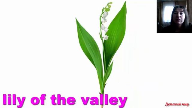 Learn flowers in English. Учим названия цветов на английском языке #flowers смотреть онлайн