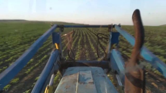 Культивация подсолнечника$