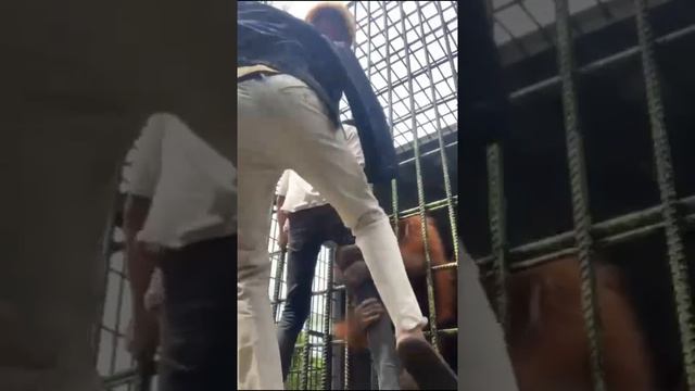 С гориллой лучше не шутить.... #улетноевидео #смешно #шутники #приколы #юмор #шутки #юморина