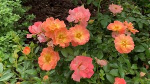 Peach Drift Rose Review