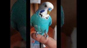 как отлечить волнистого  попугая девочка это или мальчик🦜