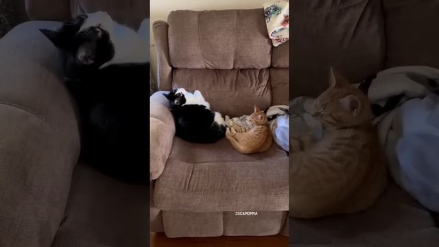 Kitty Soap Opera: Chapter 71... The Sass Mouth, Alcoholic, Catnip Dealer, and Pentecostal Kitties. смотреть онлайн