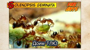 ОГНЕННЫЕ МУРАВЬИ доят ТЛЮ // FIRE ANTS Solenopsis geminata