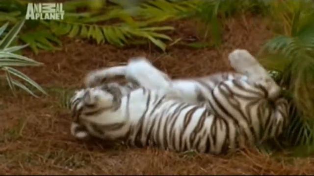 Бенгальские тигрята в зоопарке Тампас Лоури.avi смотреть онлайн