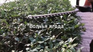 Обрезка живой изгороди - бирючины обыкновенной