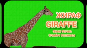 Жираф Green Screen футаж. Хромакей анимация на зелёном фоне.