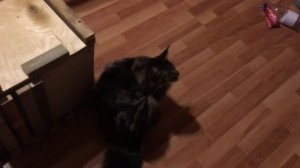 ловушка для кота как поймать кота.cat trap how to catch a cat