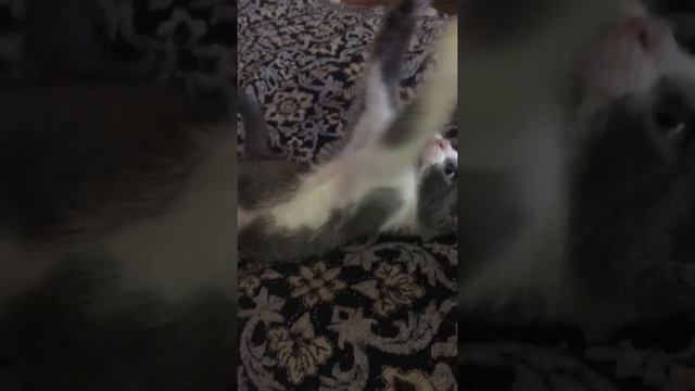 Самый милый котик маленький котёнок приколи с котиками 2020