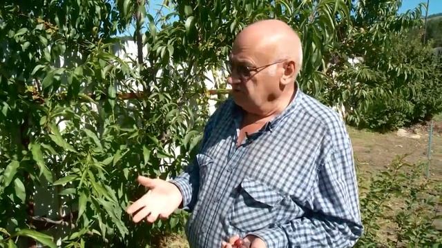 Персик Хасанский в Сибири смотреть онлайн