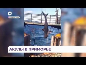 Акулы в Приморье, как вести себя при встрече с морским хищником