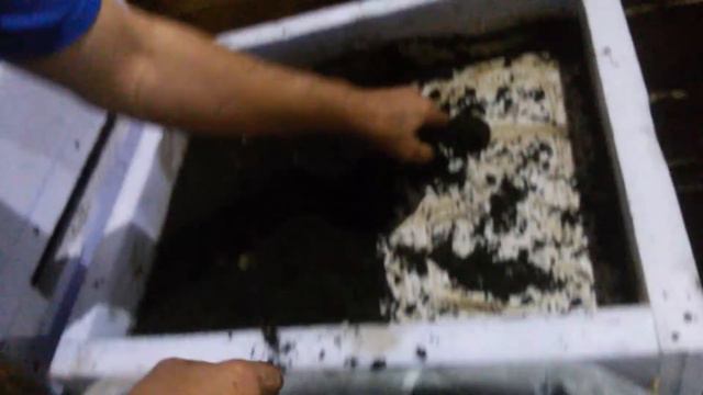 Разведение червей старатель. смотреть онлайн