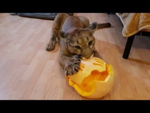 Halloween! тыква на halloween для пумы Месси
