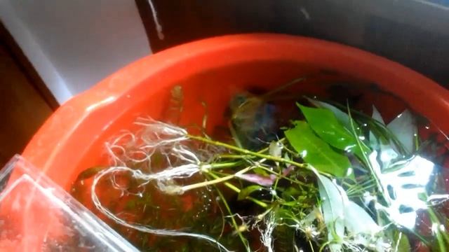 Запуск (перезапуск) аквариума Resun DM-800. Часть 1 смотреть онлайн