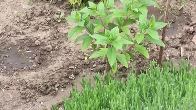 Прогулка по террасам. Часть І. смотреть онлайн