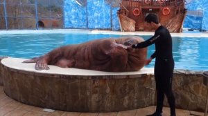 Топ 8 лучших смешных приколов про тюленей!