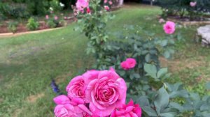 Floribunda Rose - Queen of Elegance