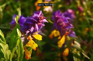 Цветы. Rare 2011г.слайд.
