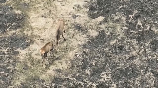 Hare Stag and Hogs. Drone DJI Mavic 3T thermal Wildlife nature animale смотреть онлайн