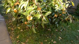 Хурма "Королёк".