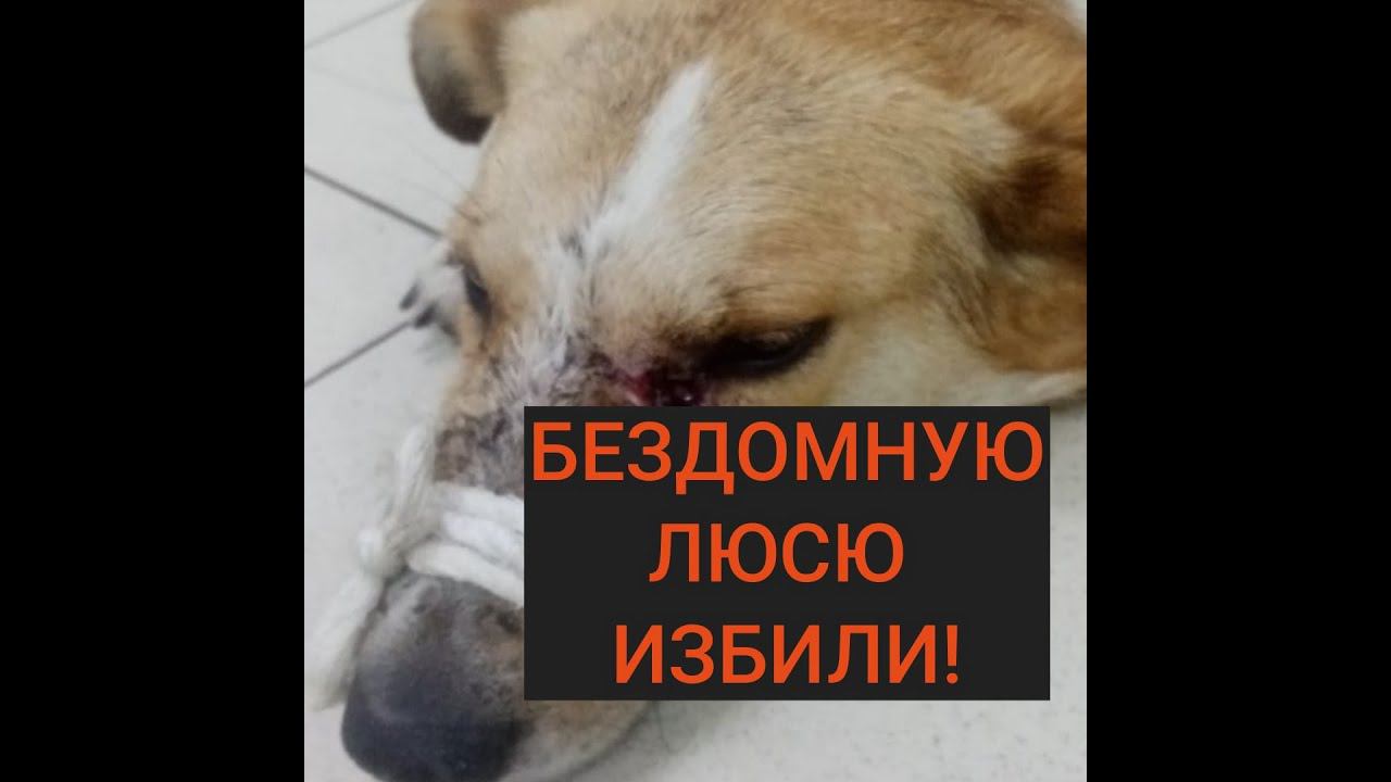 Живодеры избили бездомную собачку Люсю