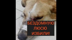 Живодеры избили бездомную собачку Люсю