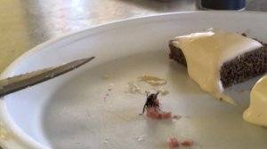Чем питаются осы или вкусные сосиски. Видео осы, которая пытается унести сосиски. Рыбалка дикарями