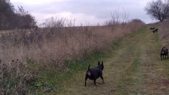 HURPIN розплiдник,#kennelhurpin,мініатюрний пiнчер,цвергпiнчер,карликовий пiнчер,мiнiдоберман,пiнче смотреть онлайн