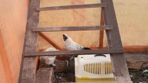 финский ландрас - беседы об овцах пока жду новеньких