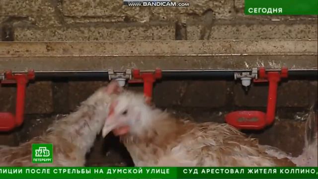 Как птицефабрики Ленобласти будут переходить на импортозамещение смотреть онлайн