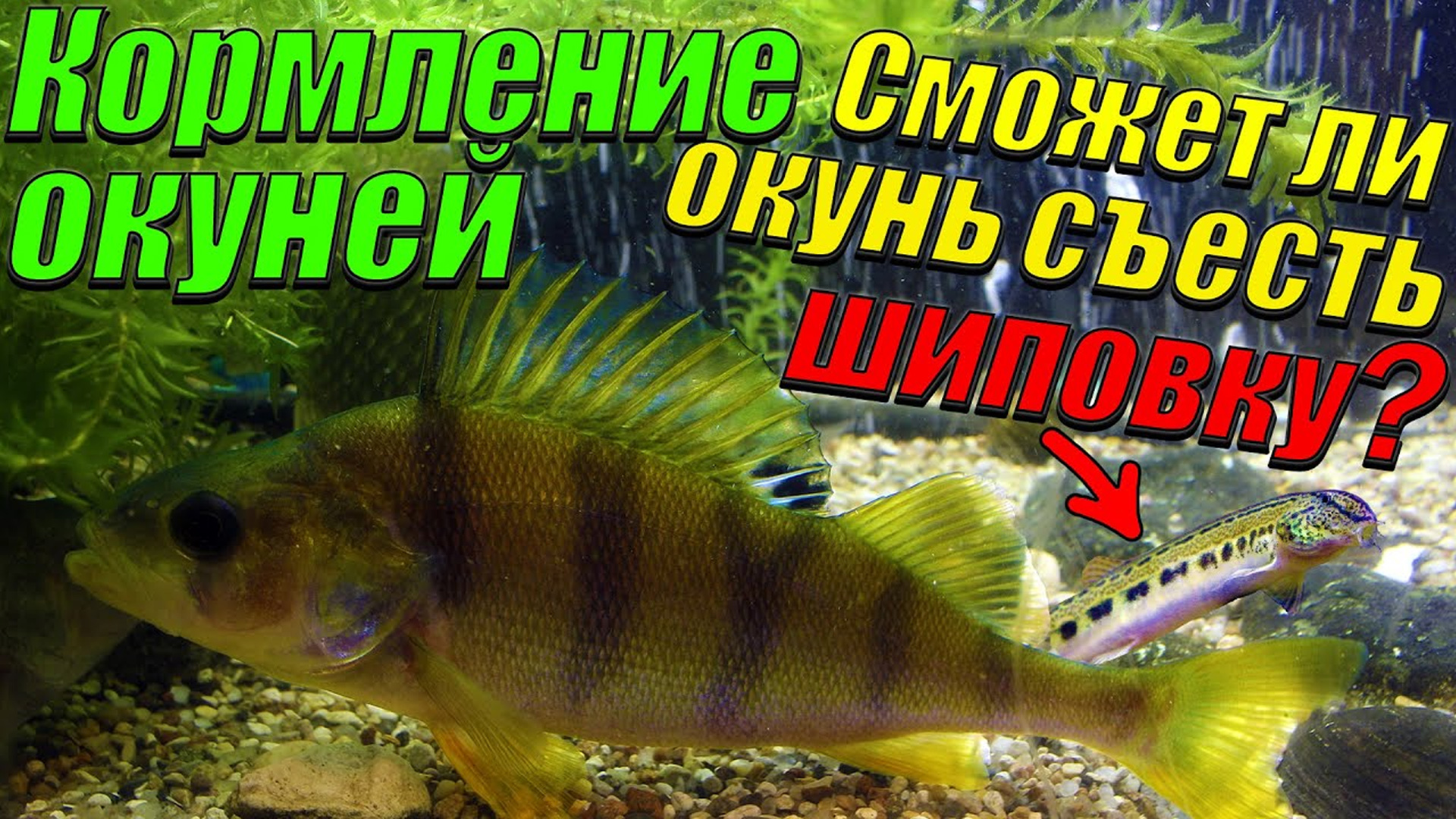 Реакция окуней на шиповку и ротанов. [Кормление окуней рыбками из речки].mp4