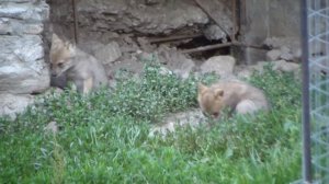 Тебердинский заповедник. Щенки шакала