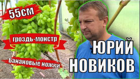 Виноградник Юрия Новикова. Обзор новинок сортов винограда / Сорта винограда