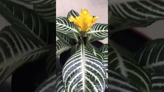 Dania Plants | Aphelandra Squarrosa Dania | The Zebra Plant | ダニア | Be ben